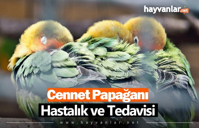 Cennet Papağanı Hastalık ve Tedavisi