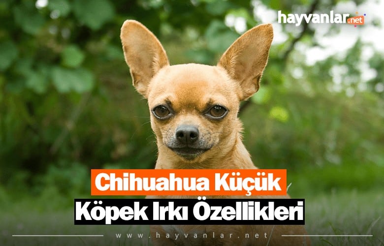 Chihuahua Küçük Köpek Irkı