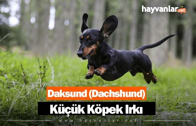 Daksund (Dachshund) Küçük Köpek Irkı
