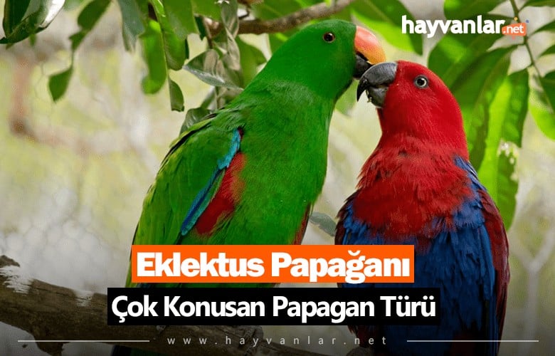 Konuşan Eklektus Papağanı