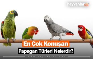 En Çok Konuşan Papağan Türleri Nelerdir
