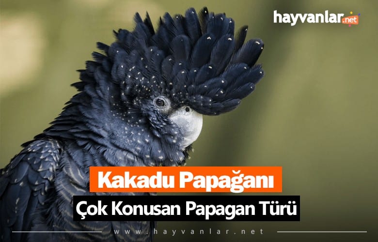 Konuşan Kakadu Papağan