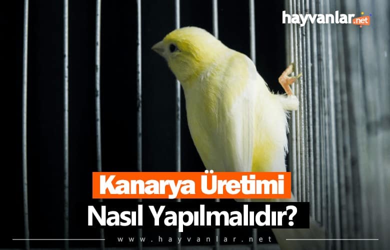 Kanarya Üretimi Nasıl Yapılır?