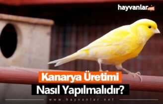 Kanarya Üretimi Nasıl Yapılır?