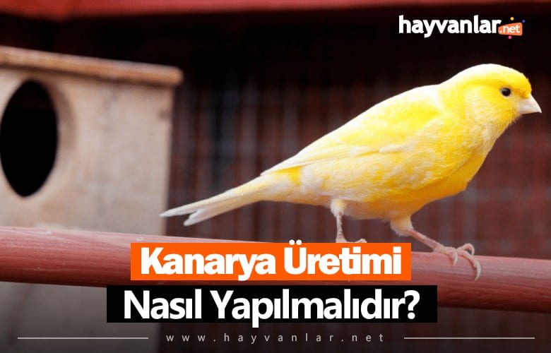 Kanarya Üretimi Nasıl Yapılır?
