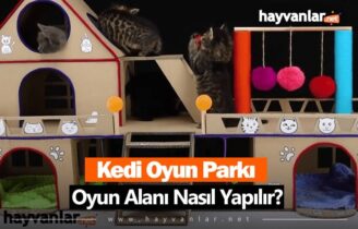 Kedi Oyun Parkı (Oyun Alanı) Nasıl Yapılır