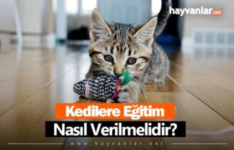 Kedilere Eğitim Nasıl Verilir? Kediler Eğitilir Mi?