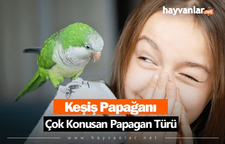 Konuşan Keşiş Papağanı