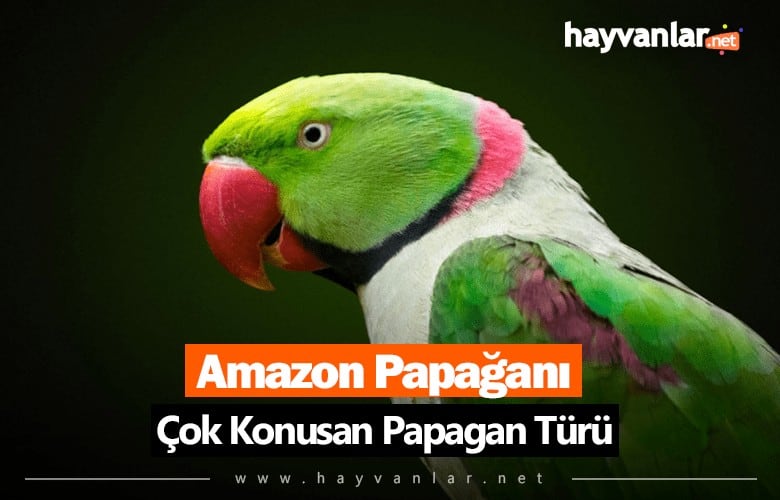 Konuşan Kırmızı Gagalı Yeşil Papağan
