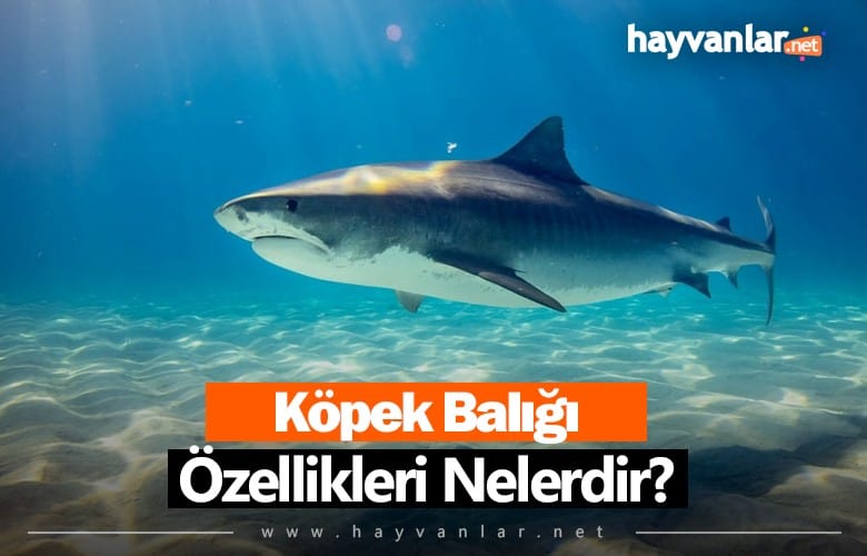 Köpek Balığı Özellikleri Nelerdir