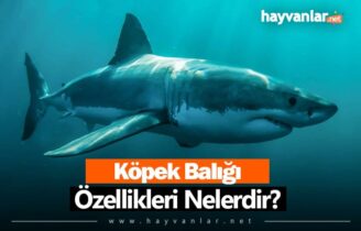 Köpek Balığı Özellikleri Nelerdir