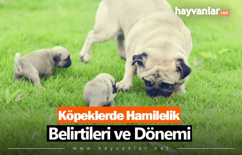 Köpeklerde Hamilelik Belirtileri ve Dönemi