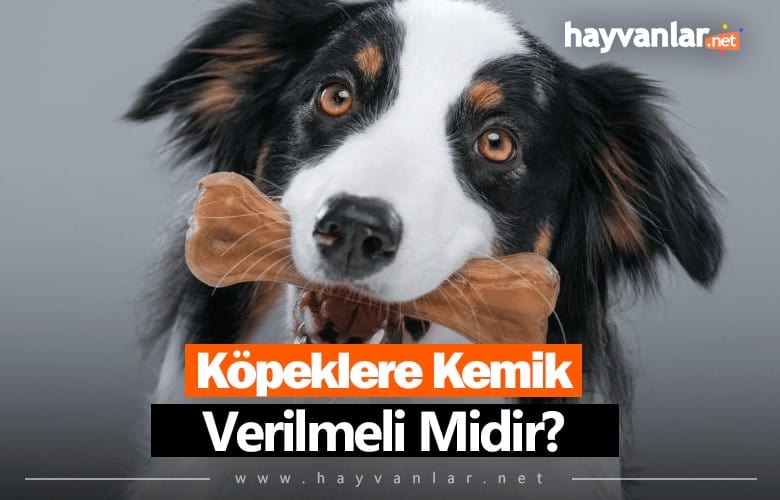 Köpeklere Kemik Verilmeli Mi?