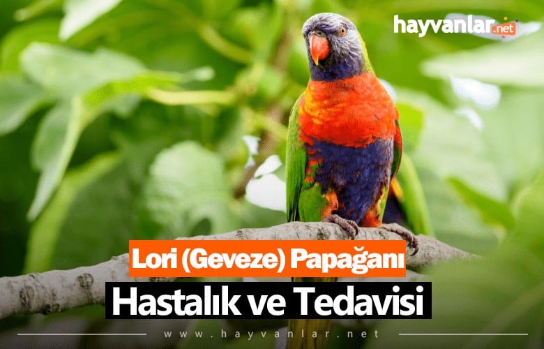 Lori (Geveze) Papağanı Hastalık ve Tedavisi