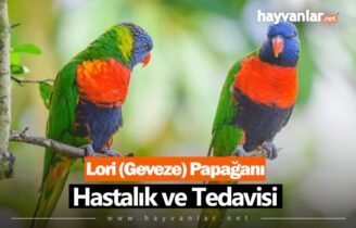Lori (Geveze) Papağanı Hastalık ve Tedavisi