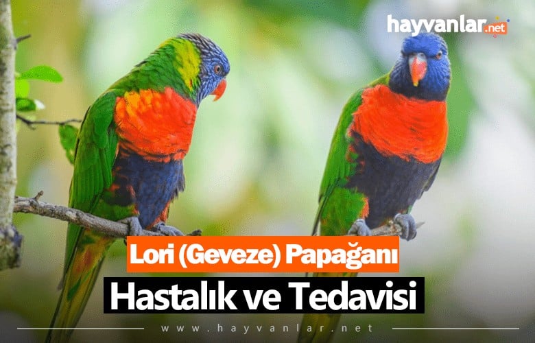 Lori (Geveze) Papağanı Hastalık ve Tedavisi