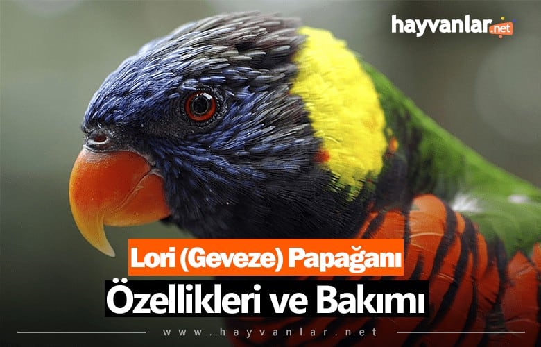 Lori (Geveze) Papağanı Özellikleri ve Bakımı