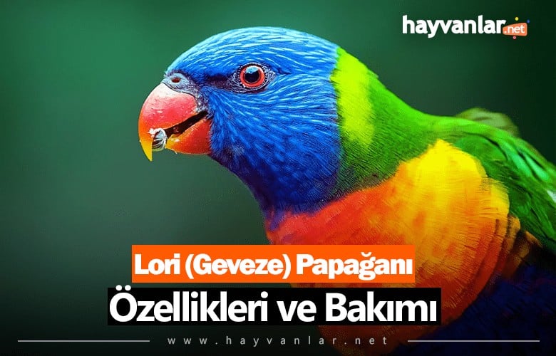 Lori (Geveze) Papağanı Özellikleri ve Bakımı