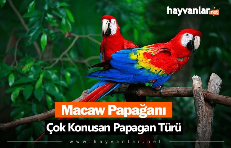 Konuşan Macaw Papağanı