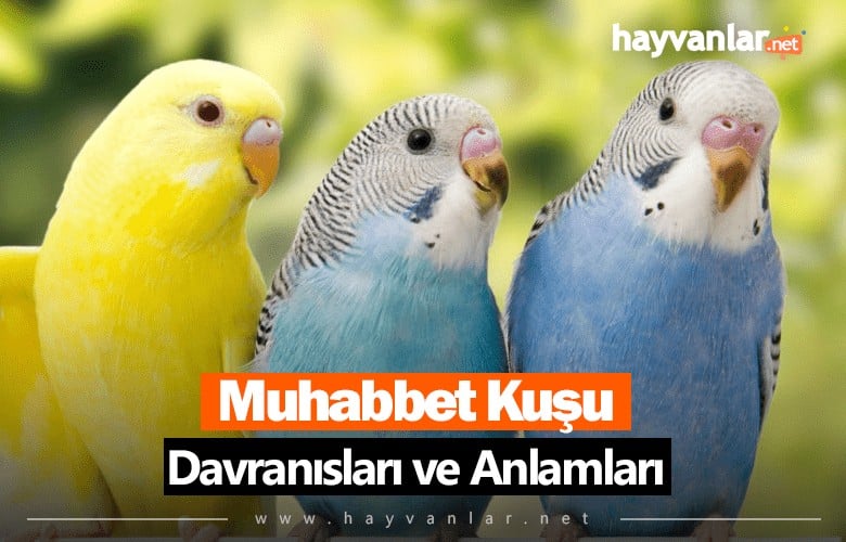 Muhabbet Kuşu Davranışları ve Anlamları