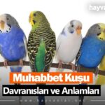 Muhabbet Kuşu Davranışları ve Anlamları