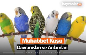 Muhabbet Kuşu Davranışları ve Anlamları