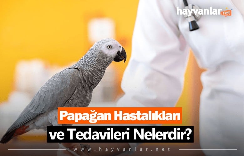 Papağan Hastalık ve Tedavileri Nelerdir?