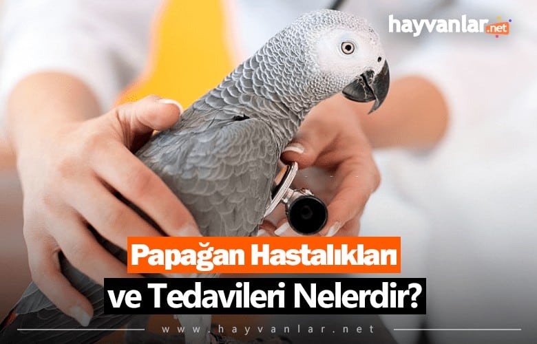 Papağan Hastalık ve Tedavileri Nelerdir?