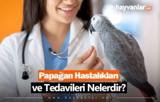 Papağan Hastalık ve Tedavileri Nelerdir?