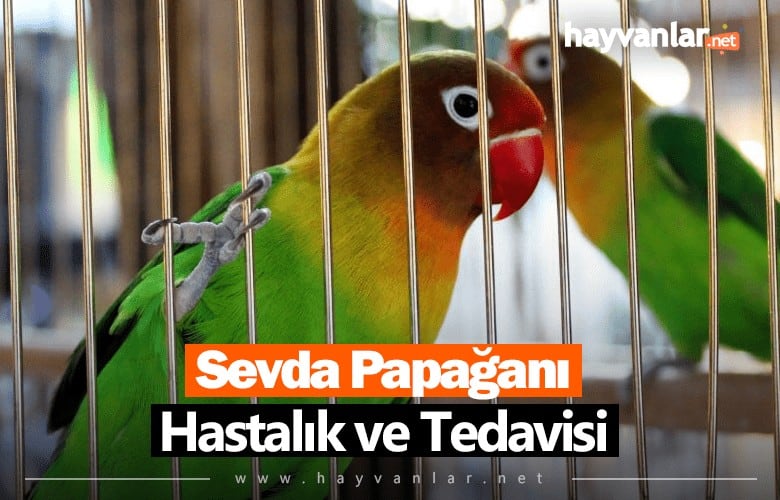 Sevda Papağanı Hastalık ve Tedavisi