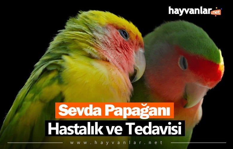 Sevda Papağanı Hastalık ve Tedavisi