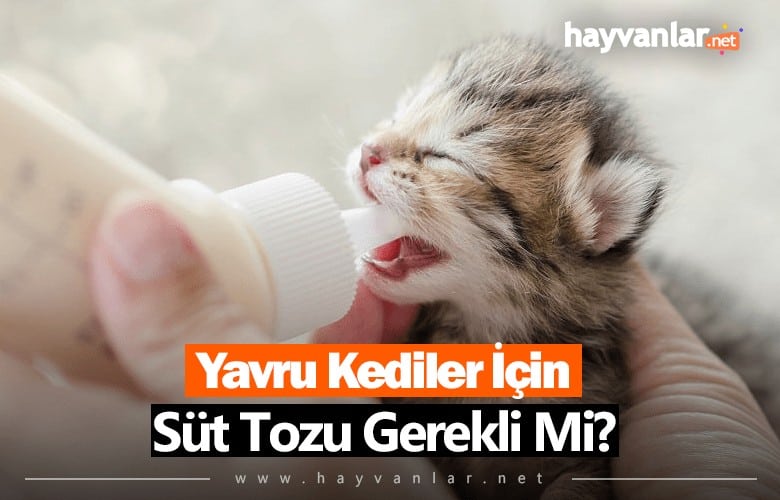 Yavru Kediler İçin Süt Tozu Gerekli Mi?