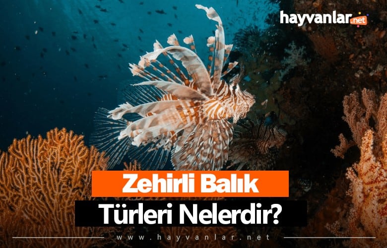 Zehirli Balık Türleri Nelerdir? Zehirli Balıklar