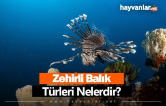 Zehirli Balık Türleri Nelerdir? Zehirli Balıklar