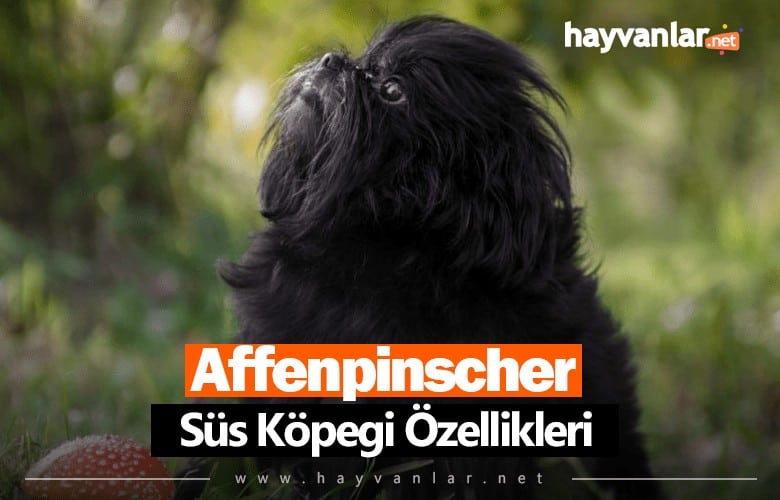 Affenpinscher Süs Köpeği