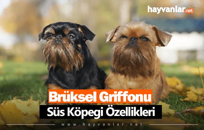 Brüksel Griffonu Süs Köpeği