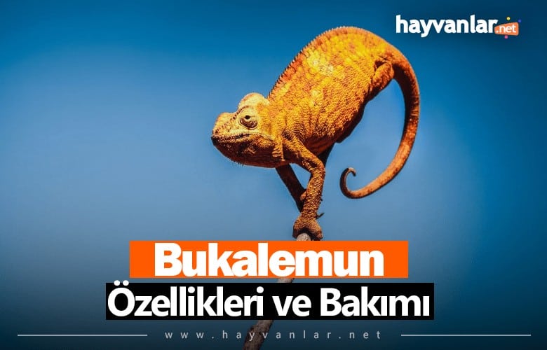 Bukalemun Özellikleri ve Bakımı
