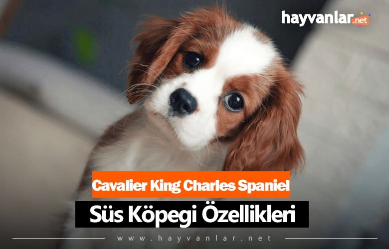 Cavalier King Charles Spaniel