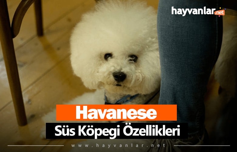 Havanese Süs Köpeği