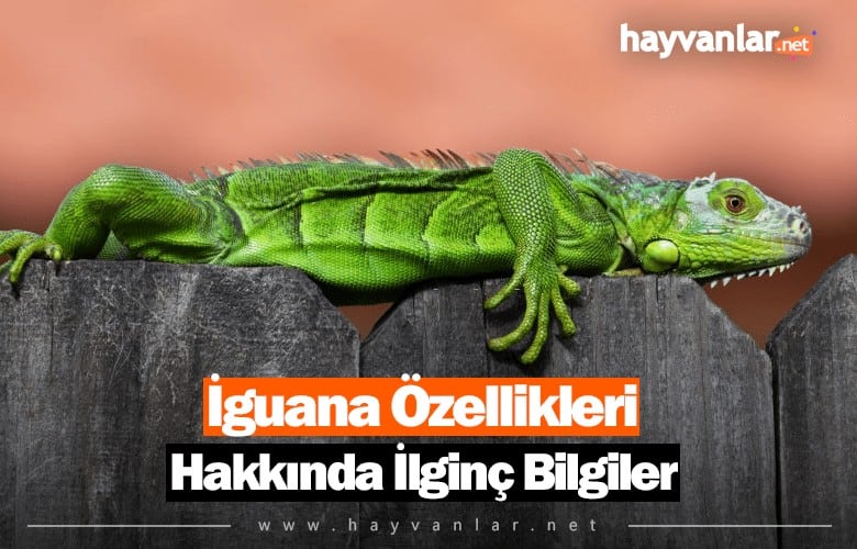 İguana Özellikleri Hakkında İlginç Bilgiler