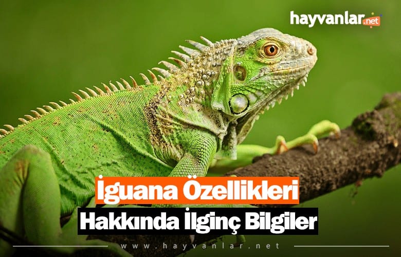 İguana Özellikleri Hakkında İlginç Bilgiler