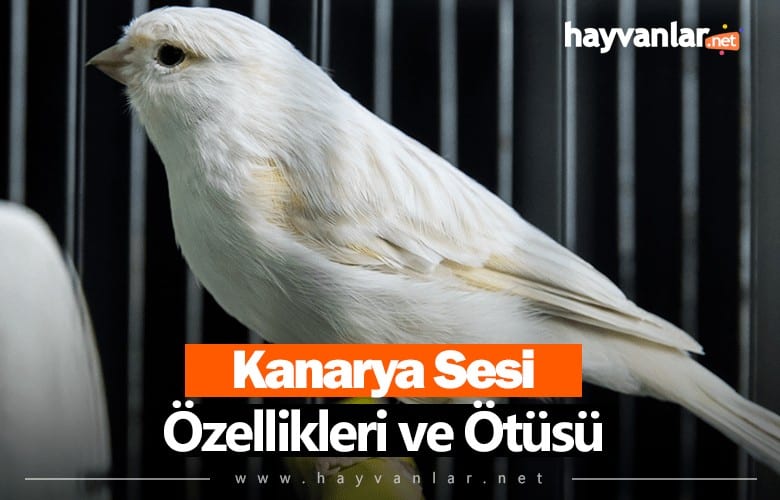Kanarya Sesi Özellikleri ve Ötüşü