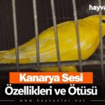 Kanarya Sesi Özellikleri ve Ötüşü