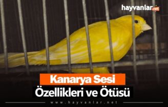 Kanarya Sesi Özellikleri ve Ötüşü