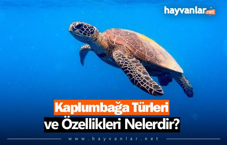 Kaplumbağa Türleri ve Özellikleri Nelerdir
