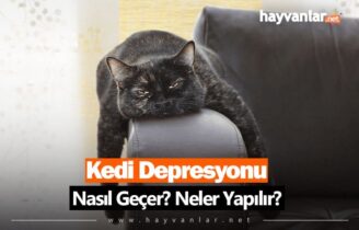 Kedi Depresyonu Nasıl Geçer