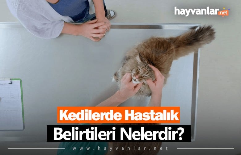 Kedilerde Hastalık Belirtileri Nelerdir