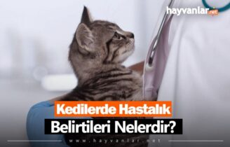 Kedilerde Hastalık Belirtileri Nelerdir