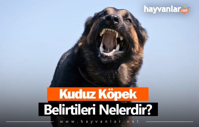 Kuduz Köpek Belirtileri Nelerdir