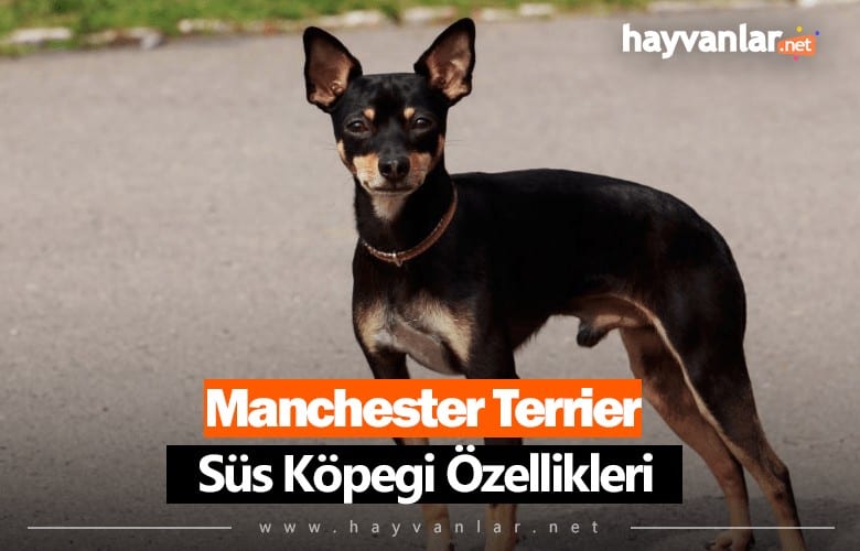 Manchester Terrier